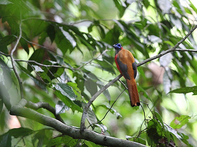 Male Red-naped Trogon (Harpactes kasumba) in Sepelik reserve, Sahab, Bornean part of Malaysia. stock-image by Agami/James Eaton,