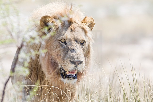 Leeuw portrait van mannetje Etosha NP Namibie, Lion portret of male Etosha NP Namibia stock-image by Agami/Wil Leurs,