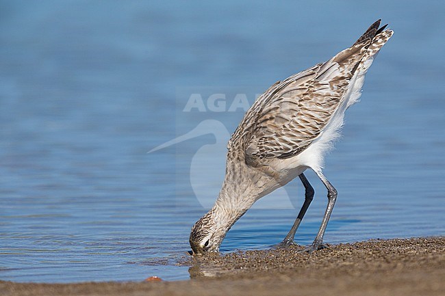 Bar-tailed Godwit (Limosa lapponica), feeding in the mud, Liwa, Al Batinah, Oman stock-image by Agami/Saverio Gatto,