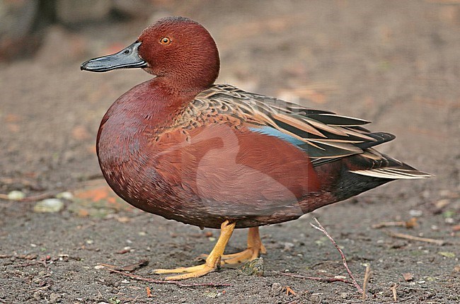 Cinnamon Teal (Spatula cyanoptera), adult male standing in captivity, seen from the side. stock-image by Agami/Fred Visscher,