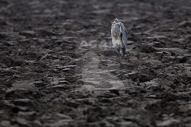 heron on a plowed field stock-image by Agami/Menno van Duijn,