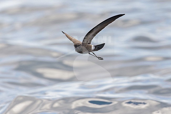 Elliot's storm petrel (Oceanites gracilis galapagoensis) at sea off the Galapagos Islands, part of the Republic of Ecuador. Also known as the white-vented storm petrel. stock-image by Agami/Pete Morris,