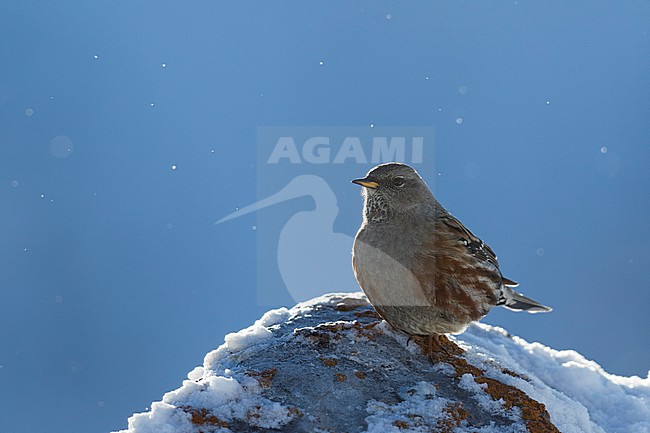 Alpine Accentor - Alpenbraunelle - Prunella collaris ssp. collaris, Switzerland, adult stock-image by Agami/Ralph Martin,