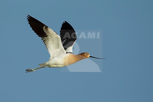 Adult male American Avocet (Recurvirostra americana) in breeding plumage flying over marsh in Galveston Co., Texas, USA. stock-image by Agami/Brian E Small,