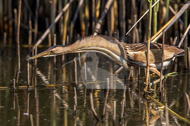 Tarabusino; Little Bittern; Ixobrychus minutus stock-image by Agami/Daniele Occhiato,