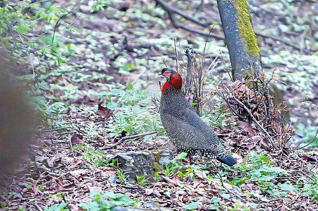 Stunning male Western Tragopan (Tragopan melanocephalus) in Great Himalayan National Park in India. Its preferred habitat is dense understorey of temperate, subalpine and broad-leaved forest. stock-image by Agami/Dani Lopez-Velasco,