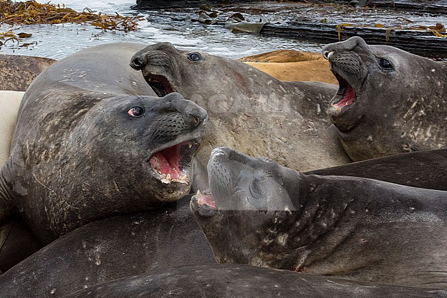 Southern elephant seals, Mirounga leonina, resting on a beach. Sea Lion Island, Falkland Islands stock-image by Agami/Sergio Pitamitz,