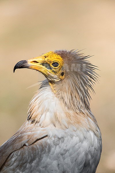 A close-up of an endangered Egyptian Vulture (Neophron percnopterus) in Extremadura, Spain stock-image by Agami/Marc Guyt,