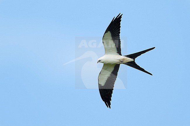 Adult Swallow-tailed Kite (Elanoides forficatus) in flight overhead at Miami-Dade County, Florida, USA. stock-image by Agami/Brian E Small,