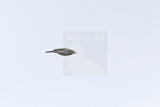 meadow pipit (Anthus pratensis) in flight stock-image by Agami/Mathias Putze,