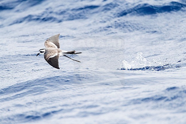 White-faced Storm-Petrel (Pelagodroma marina) foraging off Madeira islands stock-image by Agami/Marc Guyt,