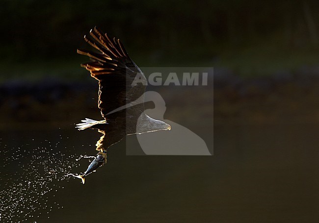 Zeearend met vis, White-tailed Eagle with fish stock-image by Agami/Danny Green,