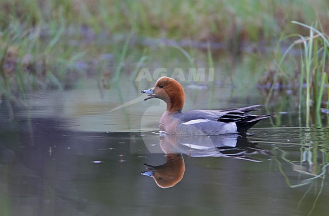 Mannetje Smient; Male Eurasian Wigeon stock-image by Agami/Markus Varesvuo,