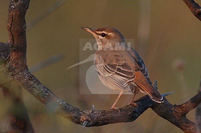 Eastern Rufous Scrub Robin adult perched; Oostelijke Rosse Waaierstaart volwassen zittend stock-image by Agami/Marc Guyt,