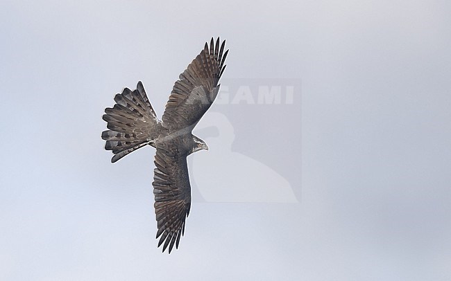 Northern Goshawk (Accipiter gentilis) adult male in fligth showing topside and spread tail at Sillesjö, Scania, Sweden stock-image by Agami/Helge Sorensen,