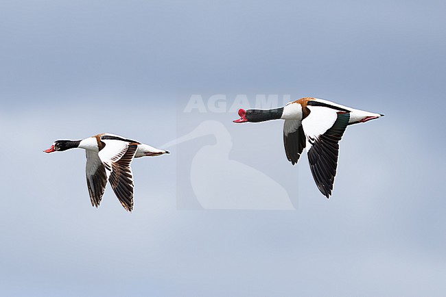  stock-image by Agami/Mathias Putze,