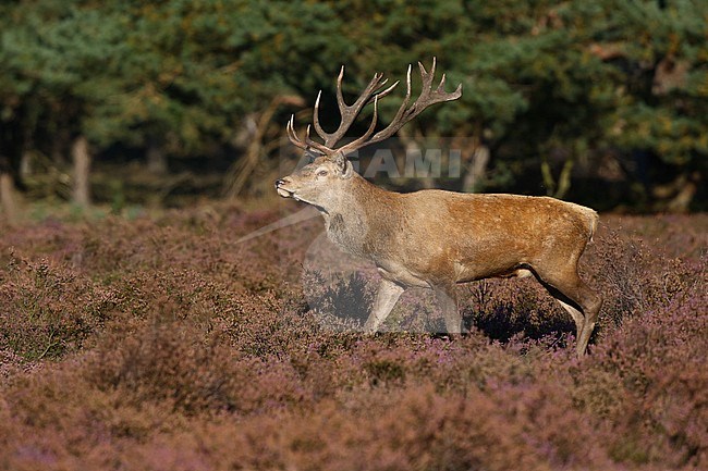 Edelhert; Red Deer stock-image by Agami/Chris van Rijswijk,
