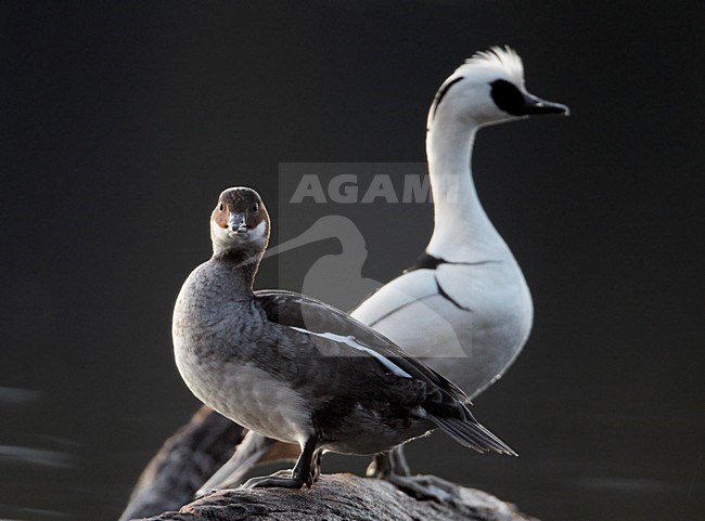 Paartje Nonnetjes; Pair of Smew stock-image by Agami/Markus Varesvuo,