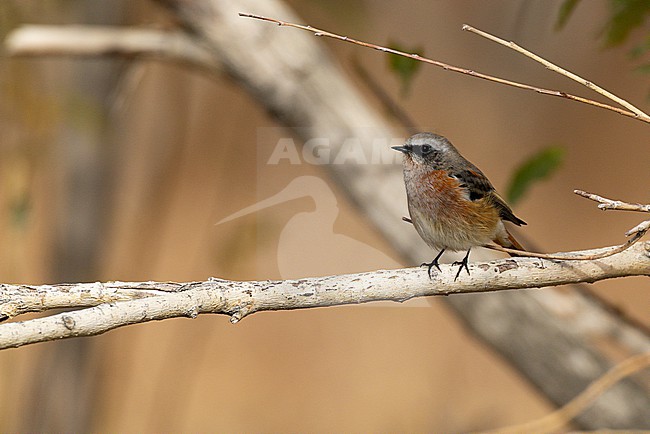 Autumn male Eversmann's redstart, Phoenicurus erythronotus, in Mongolia. Also known as rufous-backed redstart. stock-image by Agami/Mathias Putze,