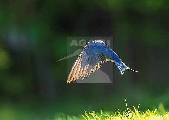 Barn Swallow (Hirundo rustica) in Hungary. stock-image by Agami/Marc Guyt,