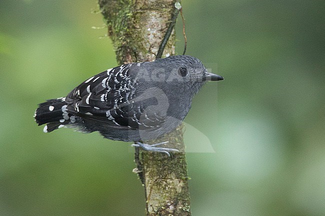 A male Common Scale-backed Antbird (Willisornis poecilinotus lepidonota) at Reserva Natural La Isla Escondida, Orito, Putumayo, Colombia. stock-image by Agami/Tom Friedel,