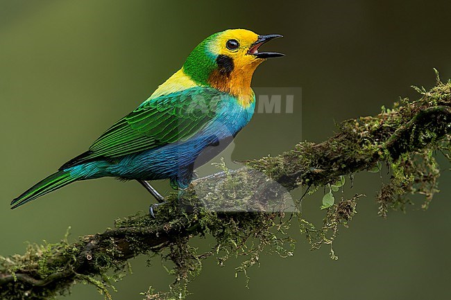 Multicolored Tanager (Chlorochrysa nitidissima) perched on a branch in Colombia, South America. stock-image by Agami/Glenn Bartley,