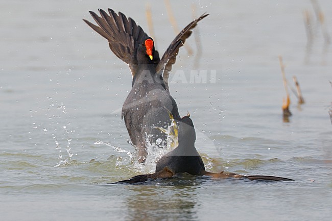 Waterhoen vechtend in water; Common Moorhen fighting in water stock-image by Agami/Daniele Occhiato,