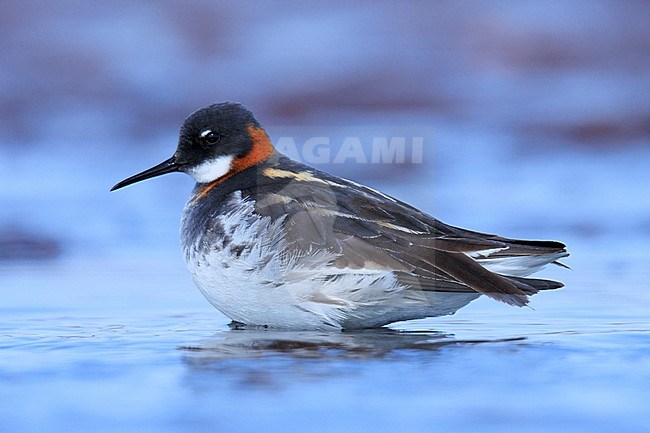 Red-necked Phalarope (Phalaropus lobatus) taken the 15/06/2022 at Barrow - Alaska. stock-image by Agami/Nicolas Bastide,