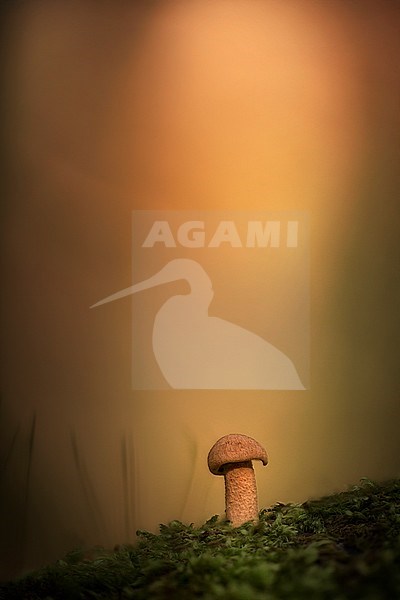 Paddenstoel; Mushroom stock-image by Agami/Rob Olivier,