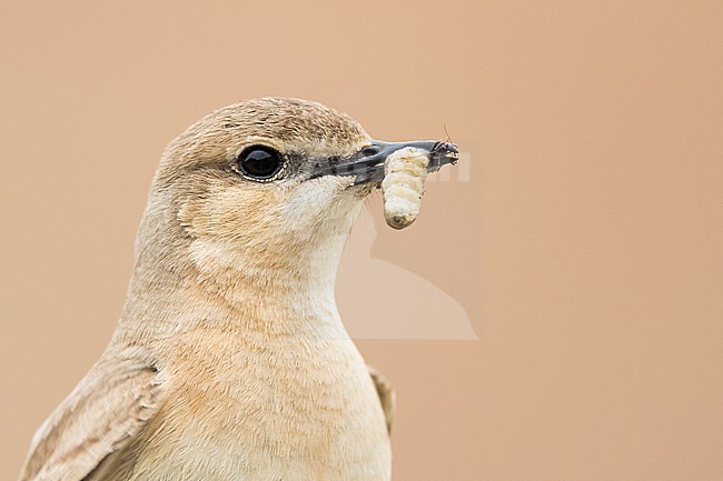 Isabelline Wheatear - Isabellsteinschmätzer - Oenanthe isabellina, Kyrgyzstan, adult female stock-image by Agami/Ralph Martin,