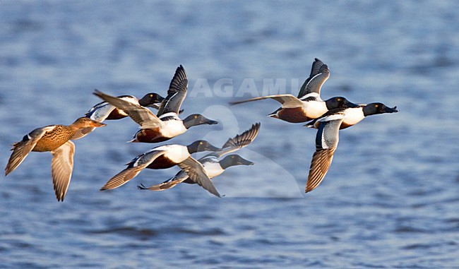 Northern Shoveler group flying; Slobeend groep vliegend stock-image by Agami/Marc Guyt,