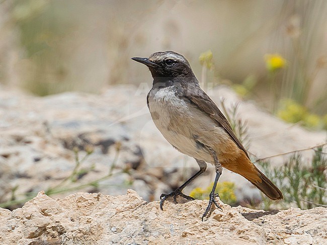 Male Kurdistan Wheatear near the nest in SE Tukey. stock-image by Agami/Vincent Legrand,