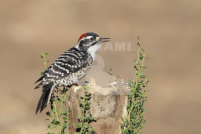 Adult male
Santa Barbara Co., CA
November 2022 stock-image by Agami/Brian E Small,