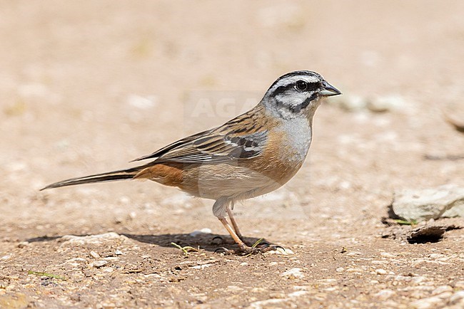 Rock Bunting (Emberiza cia), side view of an adult male standing on the ground, Abruzzo, italy stock-image by Agami/Saverio Gatto,