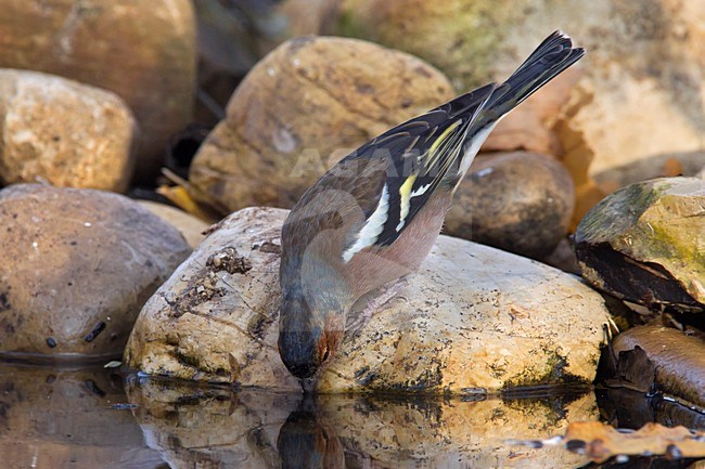 Drinkend mannetje Vink, Drinking male Common Chaffinch stock-image by Agami/Daniele Occhiato,