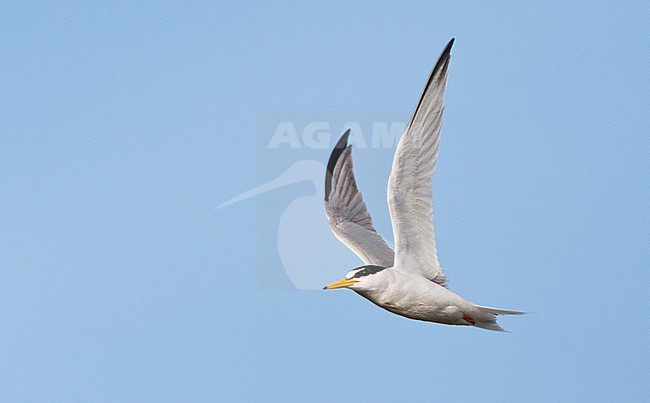 Vliegende volwassen Dwergstern; Flying adult Little Tern (Sternula albifrons) stock-image by Agami/Marc Guyt,