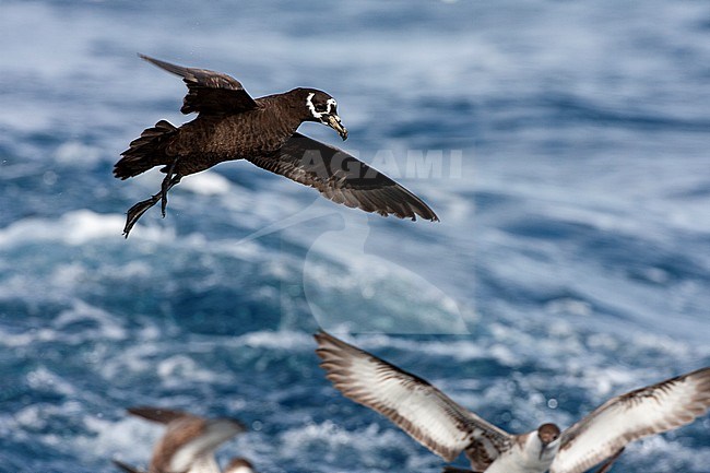 Spectacled Petrel (Procellaria conspicillata) at sea off Tristan da Cunha in the southern Atlantic ocean. Hanging in mid air over the ocean stock-image by Agami/Marc Guyt,