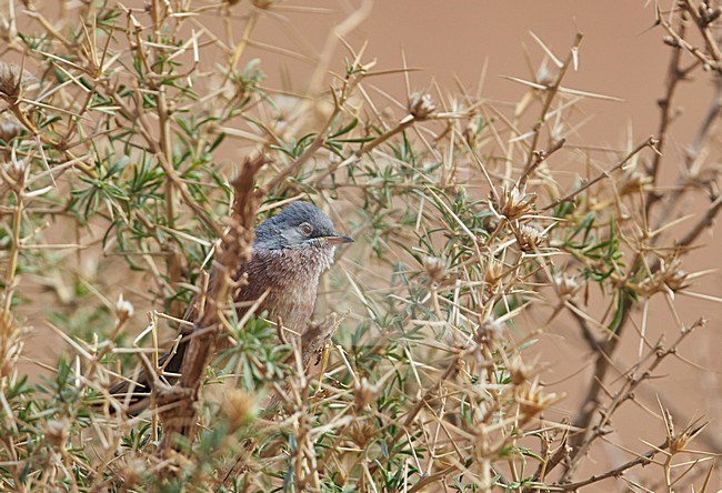Tristram's Warbler (Curruca deserticola) on a twig stock-image by Agami/Markus Varesvuo,