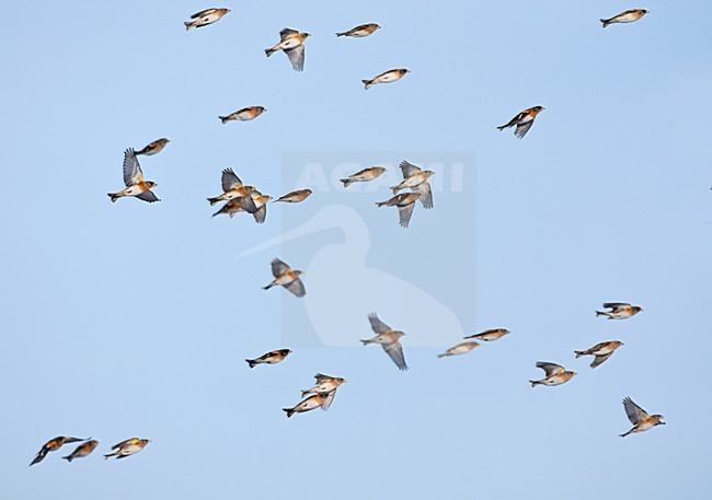 Grote groep Kepen in de vlucht; Large flock of Bramblings in flight stock-image by Agami/Ran Schols,