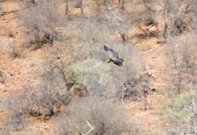 Witruggier, African White-backed Vulture, Gyps africanus stock-image by Agami/Marc Guyt,
