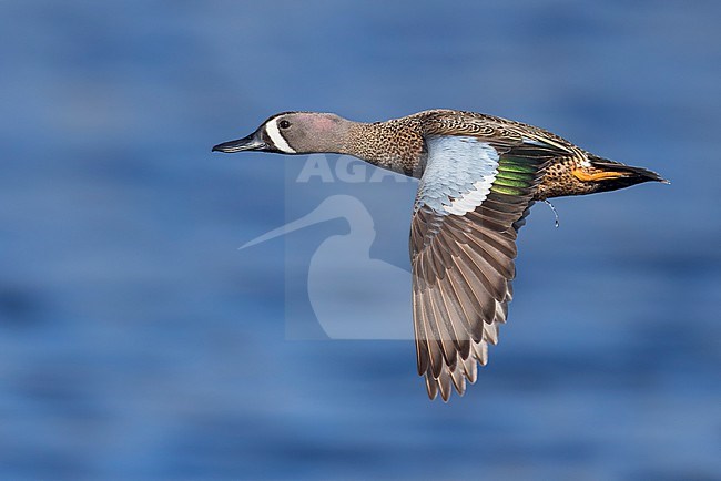 Adult male Blue-winged Teal (Anas discors) flying above pond in Manitoba, Canada. stock-image by Agami/Glenn Bartley,