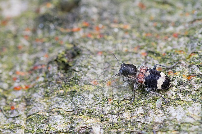 Clerus mutillarius - Eichen-Buntkäfer, Germany (Rheinland-Pfalz), imago stock-image by Agami/Ralph Martin,