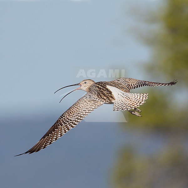 Calling Eurasian Curlew, Numenius arquata suschkini. Adult in flight in Russia (Ural). stock-image by Agami/Ralph Martin,