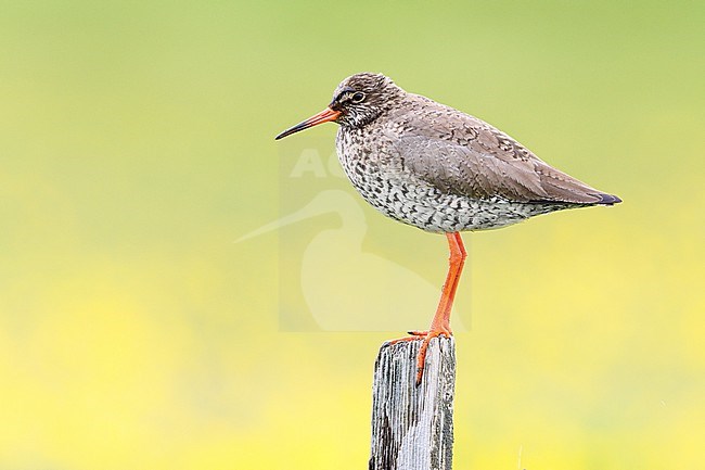Common Redshank (Tringa totanus robusta), side view of an adult standing on a post, Southern Region, Iceland stock-image by Agami/Saverio Gatto,