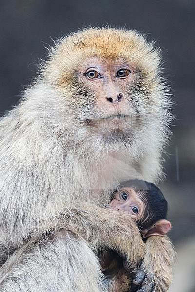 Barbary Macaque (Macaca sylvanus), adult female with a cub stock-image by Agami/Saverio Gatto,