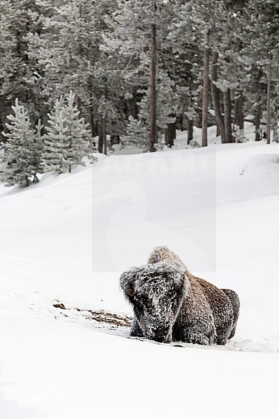 Frost-covered American Bison (Bison bison) lying in snow stock-image by Agami/Caroline Piek,