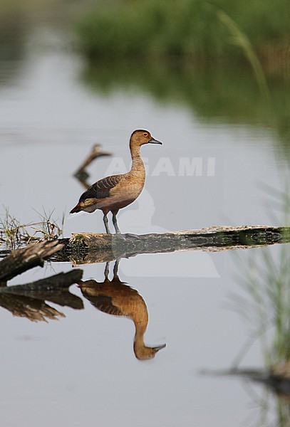Lesser Whistling Duck, Dendrocygna javanica,at Penang, Malaysia. stock-image by Agami/James Eaton,