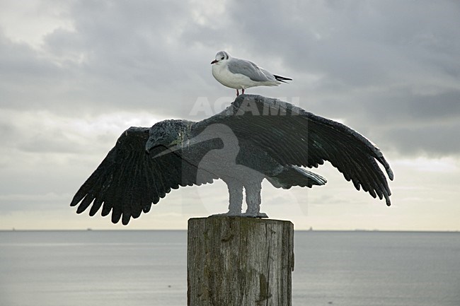 Black-headed Gull perched on statue Vlieland, Kokmeeuw zittend op standbeeld Vlieland stock-image by Agami/Marc Guyt,