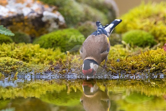 Adult Eurasian Goldfinch (Carduelis carduelis) in Italy. Drinking from forest pool. stock-image by Agami/Daniele Occhiato,