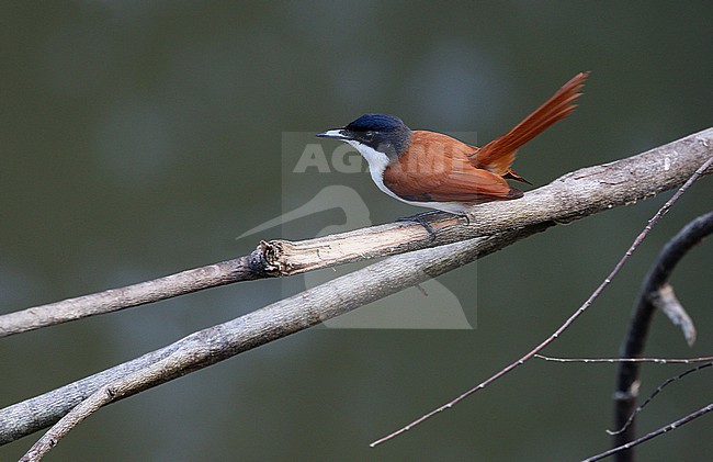 Female Shining flycatcher (Myiagra alecto longirostris) in the Tanimbars, Indonesia. stock-image by Agami/James Eaton,